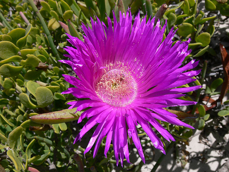 Carpobrotus acinaciformis / Fico degli Ottentotti comune